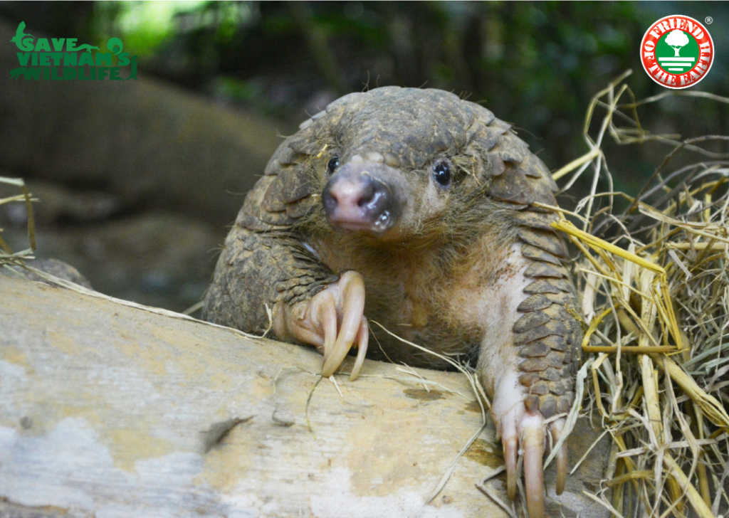 Pangolino Friend of the Earth